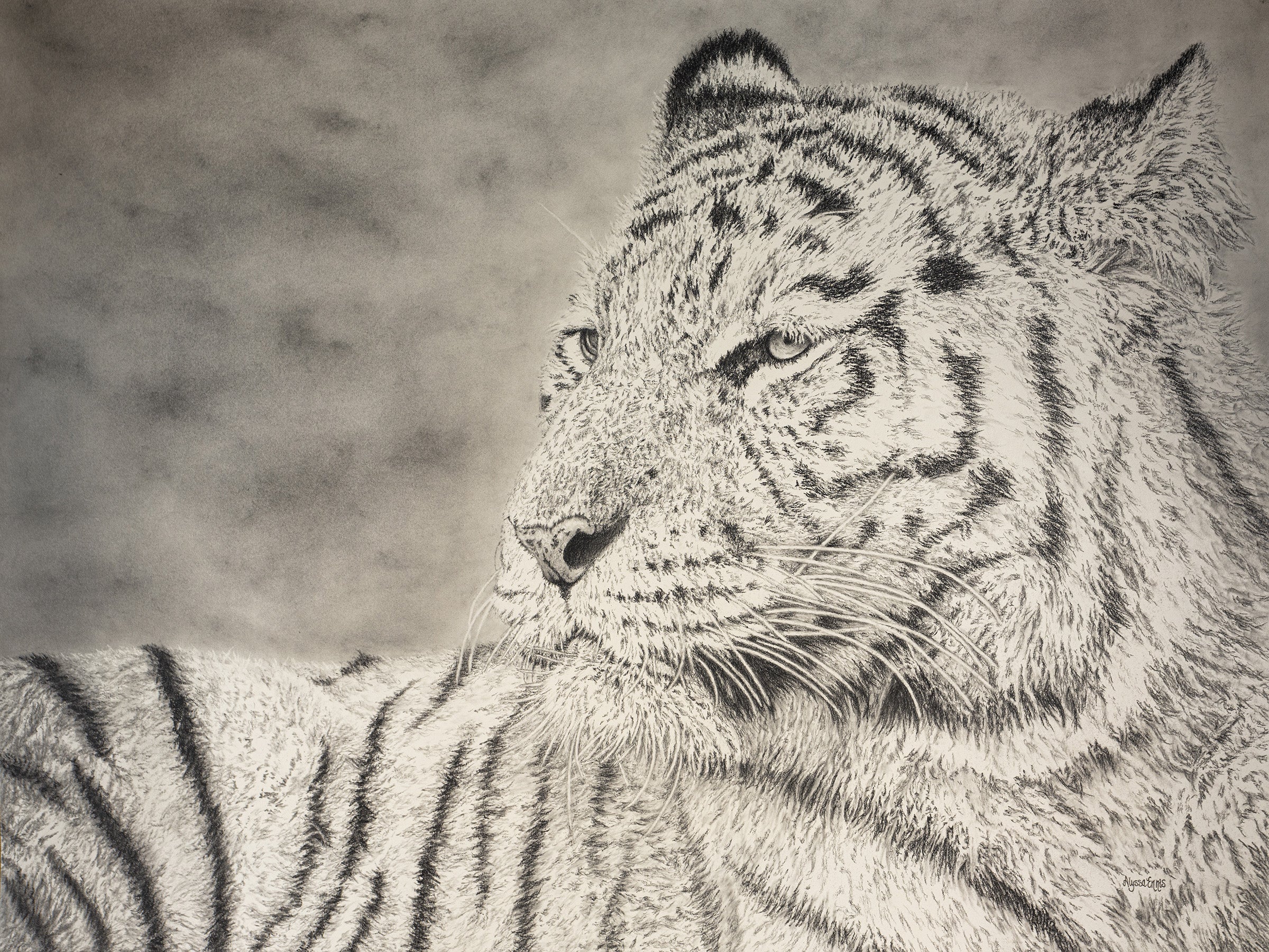 Charcoal Tiger Drawing by Alyssa Ennis