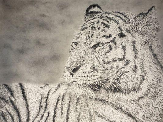 Tiger Charcoal Drawing Fine Art Print by Alyssa Ennis (Alyssa Ennis Art)